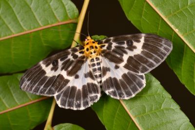 雙排緣尺蛾 Pogonopygia nigralbata 雌蟲