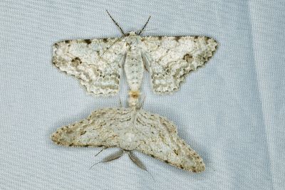 污雪尺蛾 Lassaba parvalbidaria parvalbidaria 交尾中個體