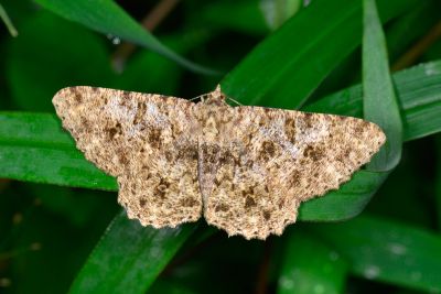 皺紋尺蛾 Racotis boarmiaria 雌蟲