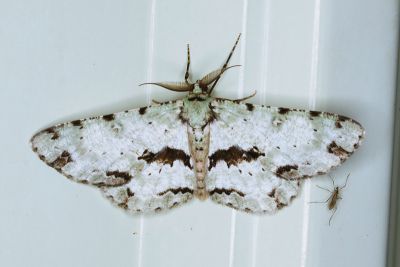 後帶四星尺蛾 Ophthalmitis cordularia 雄蟲