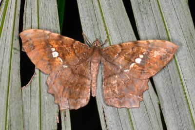 白斑褐尺蛾 Amblychia angeronaria