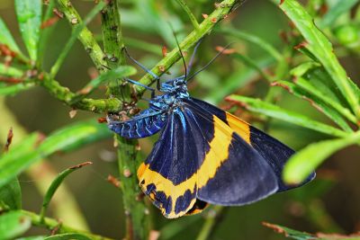 橙帶枝尺蛾 Milionia zonea pryeri 雌蟲