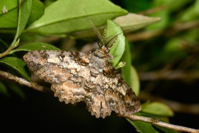 黑腰鋸尺蛾 Cleora fraterna