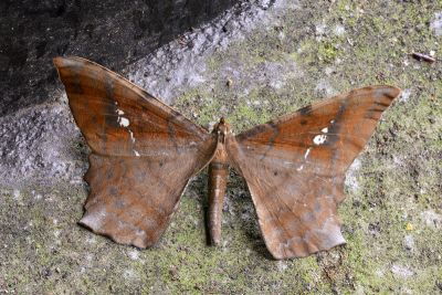 白斑褐尺蛾 Amblychia angeronaria 雄蟲