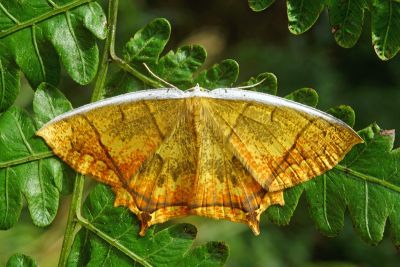 灰斑黃蝶尺蛾 Thinopteryx nebulosa 性別不明