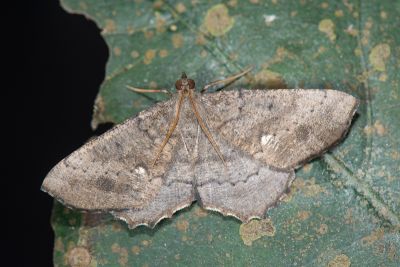 白點截角尺蛾 Xerodes contiguaria 雄蟲