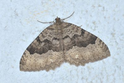廬光尺蛾 Triphosa lugens 雄蟲