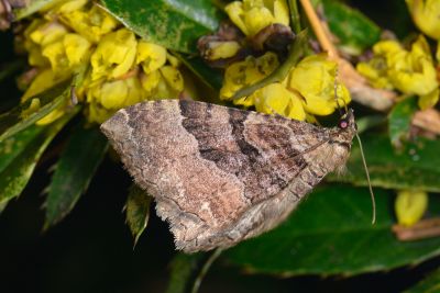 赭光尺蛾 Triphosa rubrifusa 雌蟲