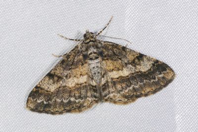 俄霜尺蛾 Alcis ectogramma 雌蟲