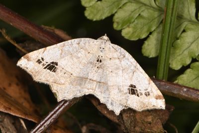 大斑截翅尺蛾 Oxymacaria normata arisana 雌蟲