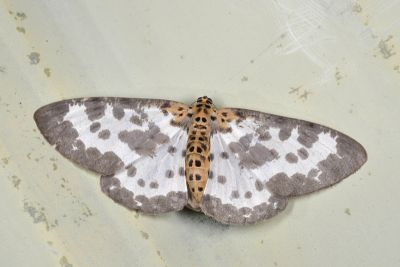 長緣星尺蛾 Percnia longitermen 雌蟲
