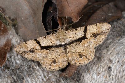 屈帶擬霜尺蛾 Psilalcis diorthogonia 雄蟲