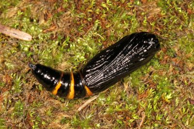 撒旦豹紋尺蛾 Epobeidia lucifera extranigricans