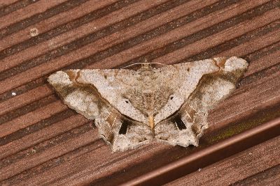 污帶帶尾尺蛾 Chiasmia inchoata 雌蟲