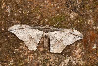 黃鉤尺蛾 Hyposidra infixaria 雄蟲