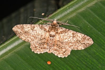 汙褐鋸尺蛾 Cleora alienaria 雄蟲