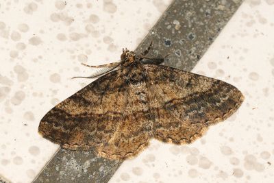俄霜尺蛾 Alcis ectogramma 雄蟲