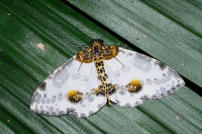 金星尺蛾 Abraxas suspecta 雄蟲