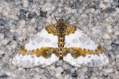 臺灣金星尺蛾 Abraxas taiwanensis 雄蟲
