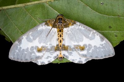 銀灰金星尺蛾 Abraxas submartiaria 雄蟲