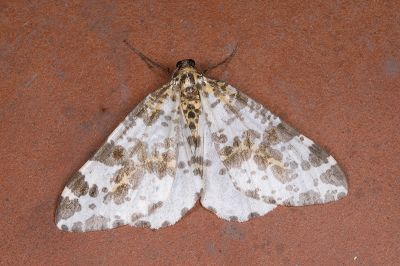 線金星尺蛾 Abraxas placata 雄蟲