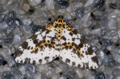 線金星尺蛾 Abraxas placata 雄蟲