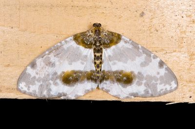 小金星尺蛾 Abraxas tenellula 雌蟲