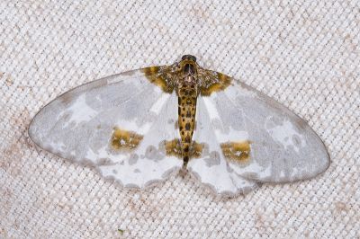 小金星尺蛾 Abraxas tenellula 雌蟲