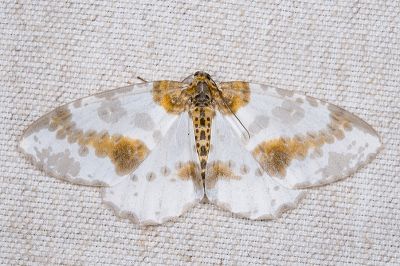 臺灣金星尺蛾 Abraxas taiwanensis 雌蟲