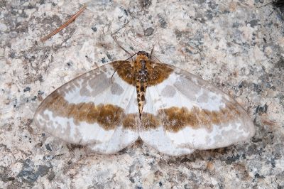 臺灣金星尺蛾 Abraxas taiwanensis 雌蟲