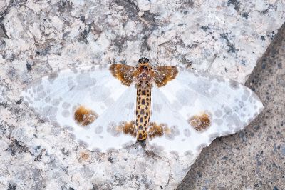巨翅金星尺蛾 Abraxas adilluminata 雌蟲