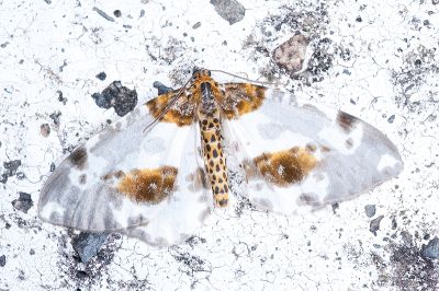 黯緣金星尺蛾 Abraxas stictotaenia 雄蟲