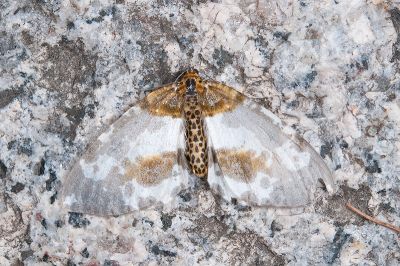 黯緣金星尺蛾 Abraxas stictotaenia 雌蟲