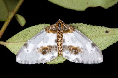 黯緣金星尺蛾 Abraxas stictotaenia 雄蟲