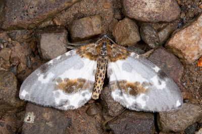 黯緣金星尺蛾 Abraxas stictotaenia 雄蟲