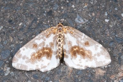 粗斑線金星尺蛾 Abraxas antinebulosa 雌蟲