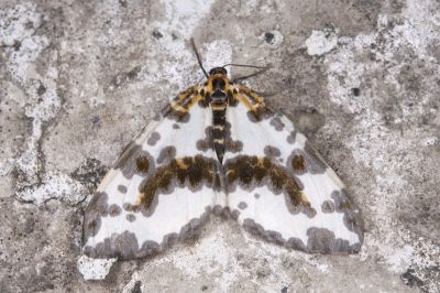 粗斑線金星尺蛾 Abraxas antinebulosa 雄蟲