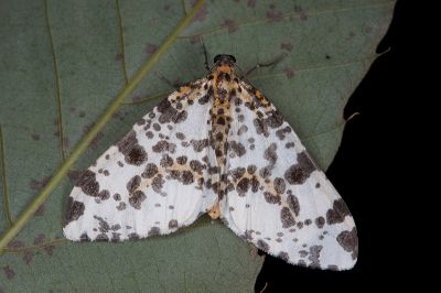 線金星尺蛾 Abraxas placata 雄蟲