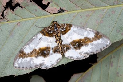臺灣金星尺蛾 Abraxas taiwanensis 雄蟲