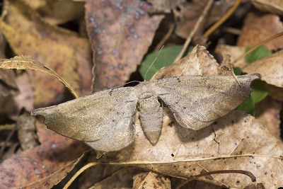 迷極尺蛾 Acrodontis mystica 雌蟲