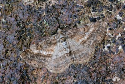 俄霜尺蛾 Alcis ectogramma 雌蟲