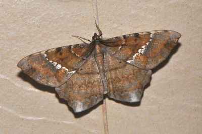 白斑褐尺蛾 Amblychia angeronaria