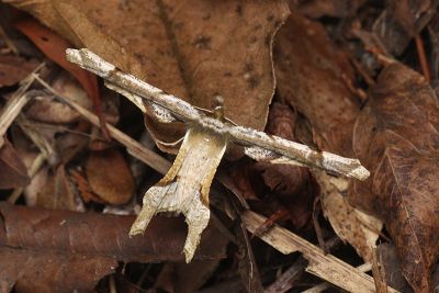 尖嘴摺翅尺蛾 Apochima praeacutaria 雄蟲