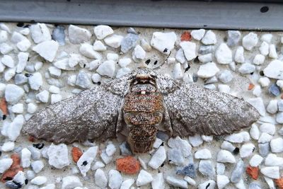霜點突峰尺蛾 Biston marginata 雌蟲
