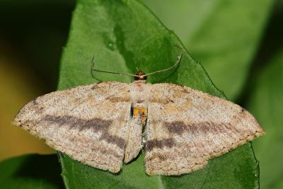 斜紋點尺蛾 Calletaera obliquata