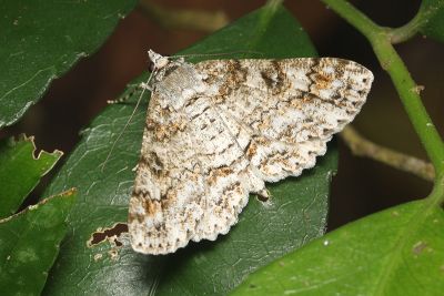 粗線黑腰尺蛾 Cleora injectaria 雌蟲