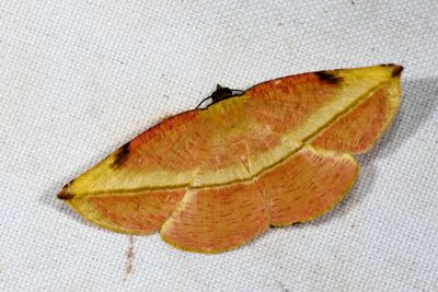 黃斧普尺蛾 Dissoplaga flava changi 雄蟲