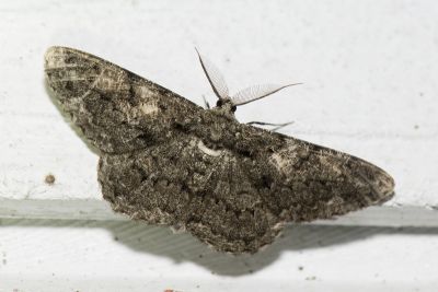 黑齒紋灰褐尺蛾 Hypomecis roboraria amplaria 雄蟲