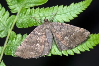 白點截角尺蛾 Xerodes contiguaria 雌蟲