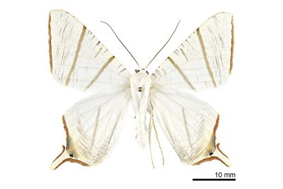 白寬尾尺蛾 Ourapteryx clara formosana 雄蟲
